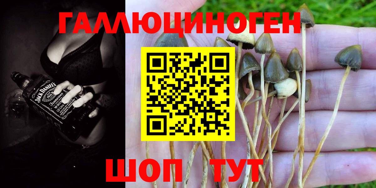 Удомля  Псилоцибиновые грибы GOLDEN TEACHER  Вход с VPN  Галлюциногенные грибы GOLDEN TEACHER 